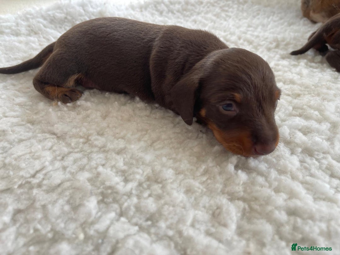 Miniature Dachshund dogs for sale: Miniature dachshund - Image 11