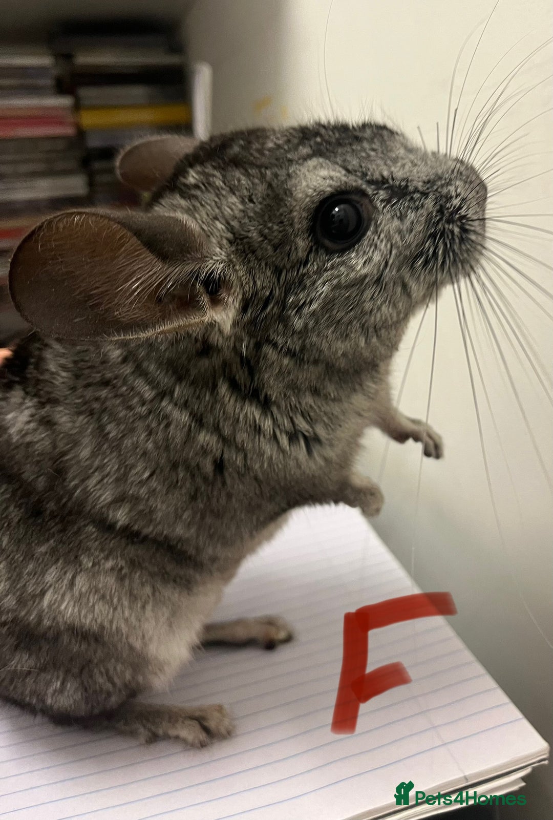 Chinchilla rodents for sale: Chinchilla kits (Dorset) - Image 3