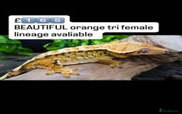 Gecko reptiles for sale: BEAUTIFUL CRESTED GECKOS   in Chigwell - Image 15