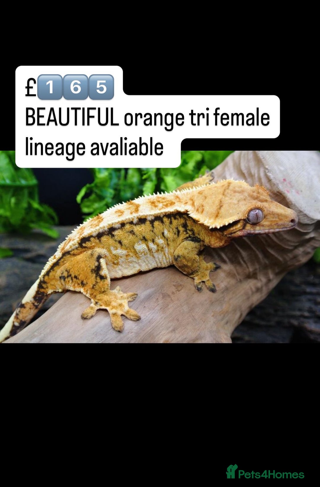 Gecko reptiles for sale: BEAUTIFUL CRESTED GECKOS   in Chigwell - Image 15