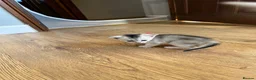 Abyssinian cats for sale: Silver Abyssinian kittens  - Advert 23