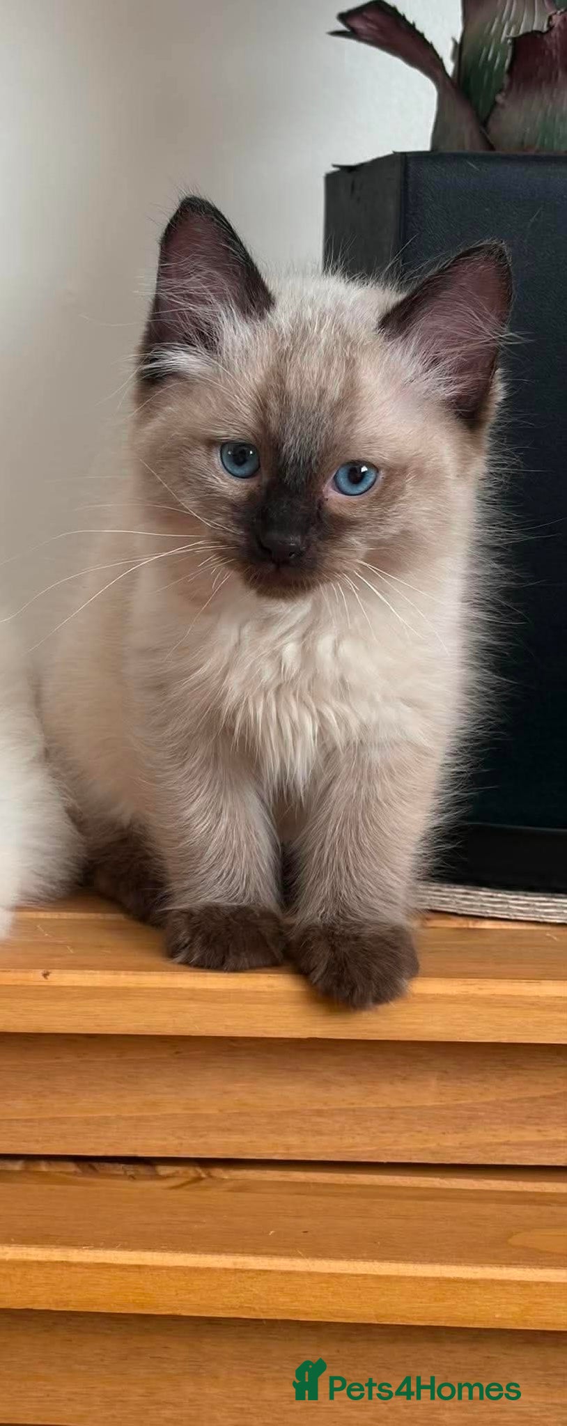 Ragdoll cats BOY RAGDOLL - Advert 2