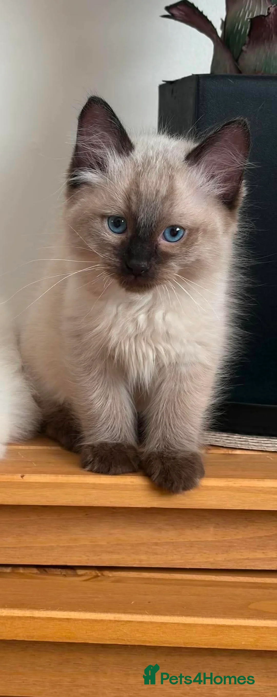 Ragdoll cats for sale: BOY RAGDOLL - Advert 1