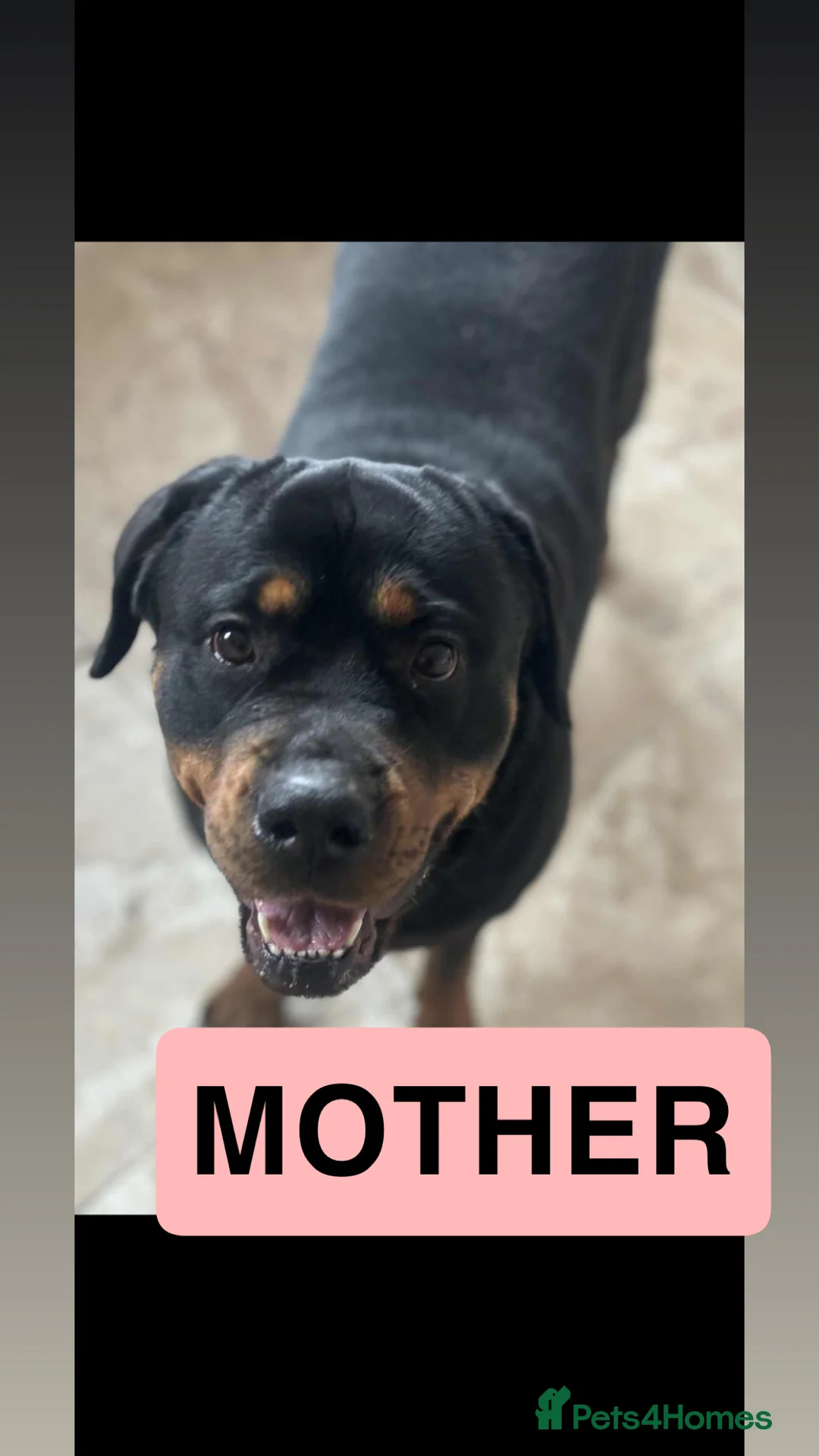 Mixed Breed dogs for sale: Rottweiler x Dogue De Bordeaux puppies - Advert 4