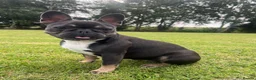 Mixed Breed dogs for sale: Stunning Merle French x English Bulldog puppies - Advert 11