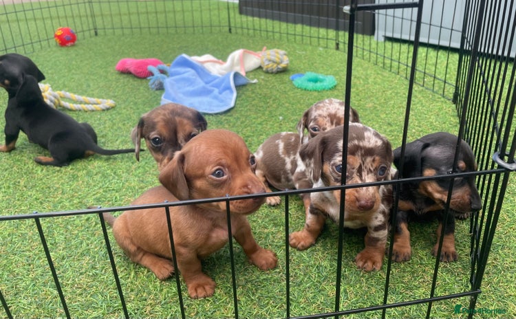 Miniature Dachshund dogs - Advert 16