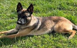 Mixed Breed dogs for sale: Stunning Belgium malinois  - Image 7