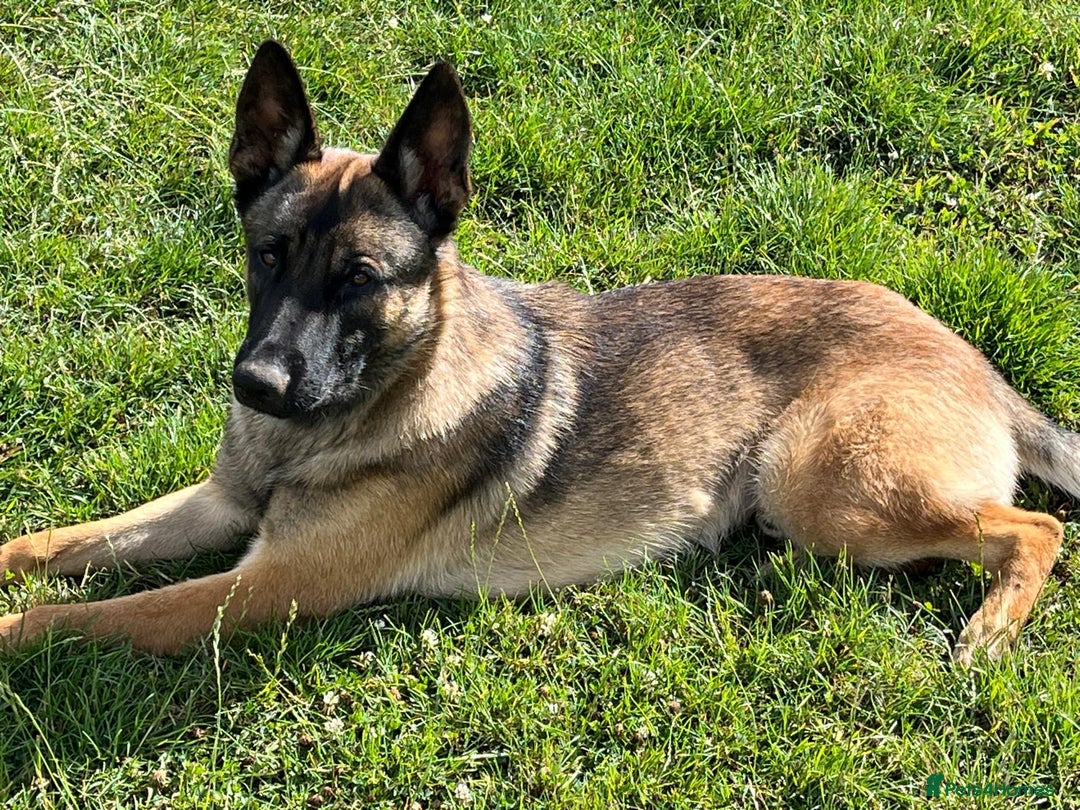 Mixed Breed dogs for sale: Stunning Belgium malinois  - Image 7