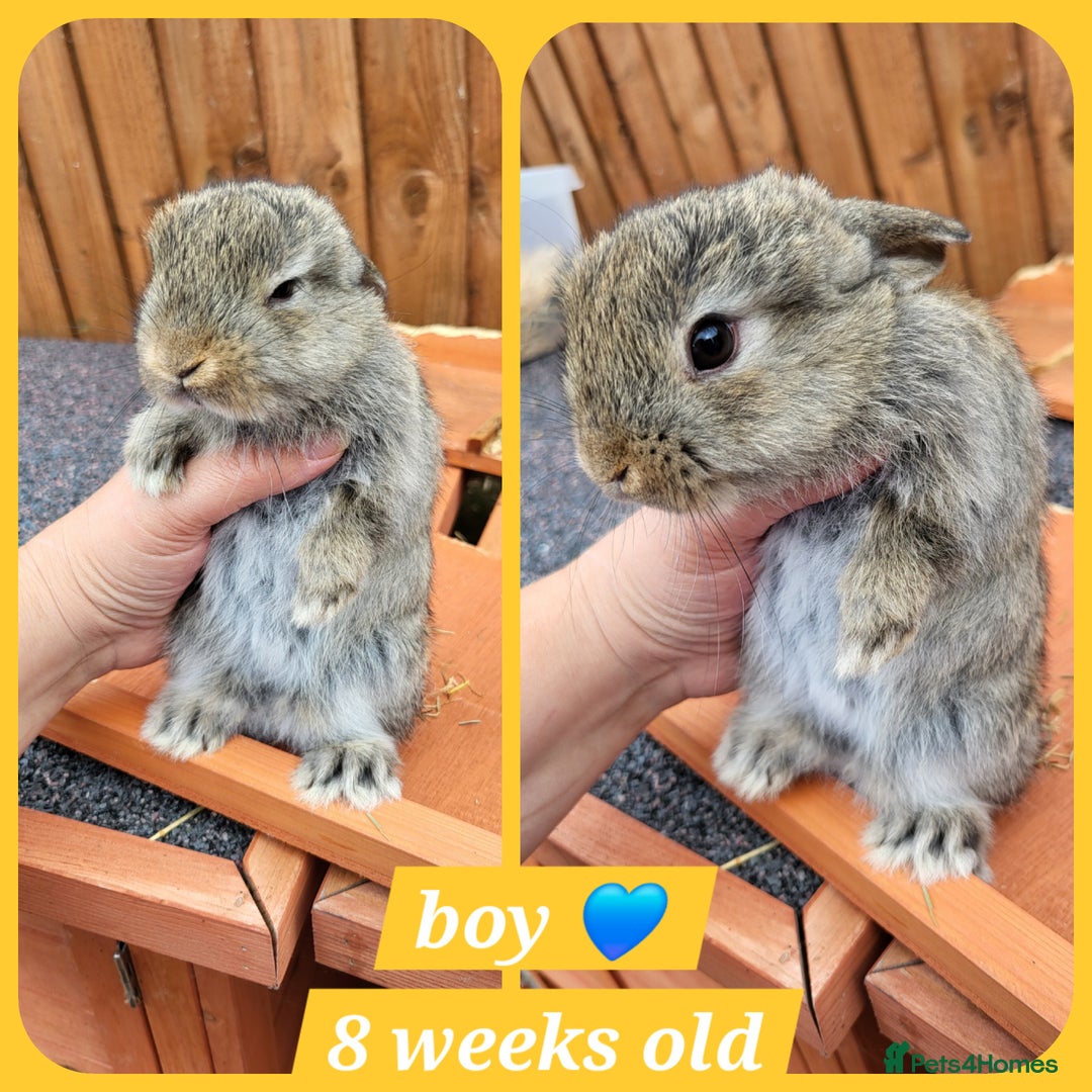 Mini Lion Lop rabbits for sale: Few mixed age boys, different types  - Image 7