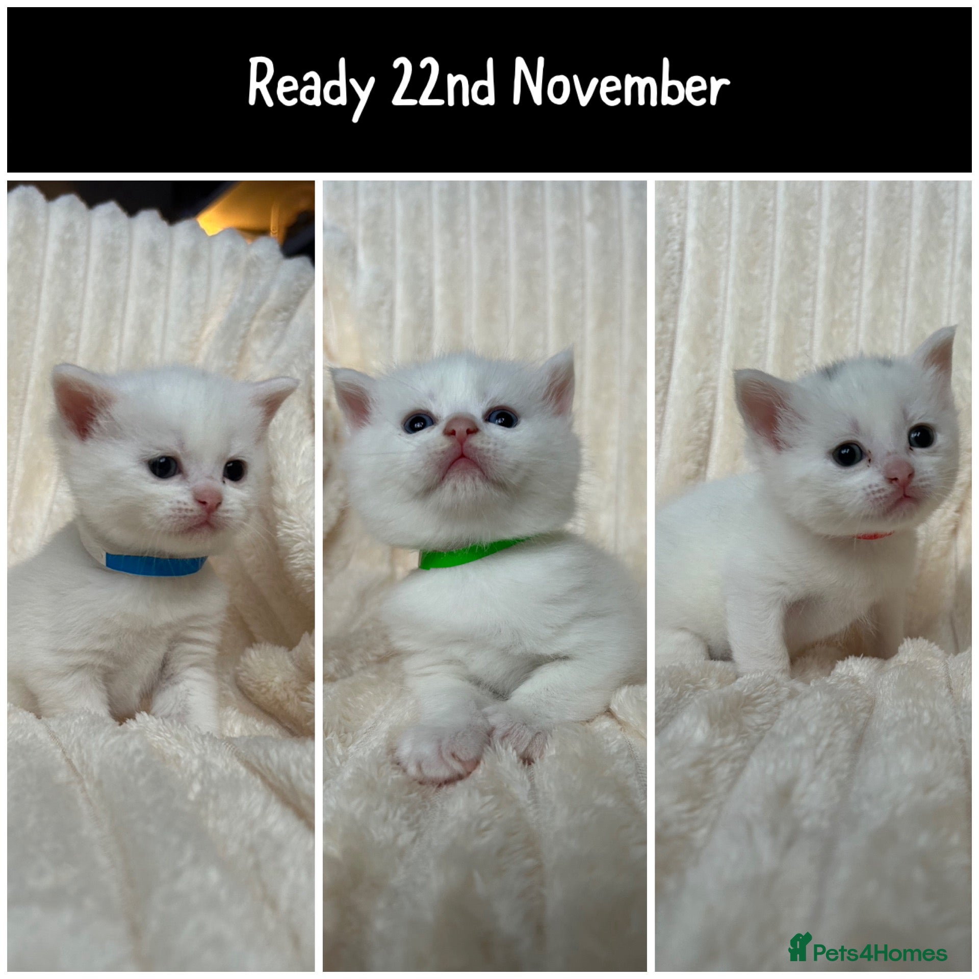 British Shorthair cats for sale: British short hair x Norwegian forest kittens - Advert 1