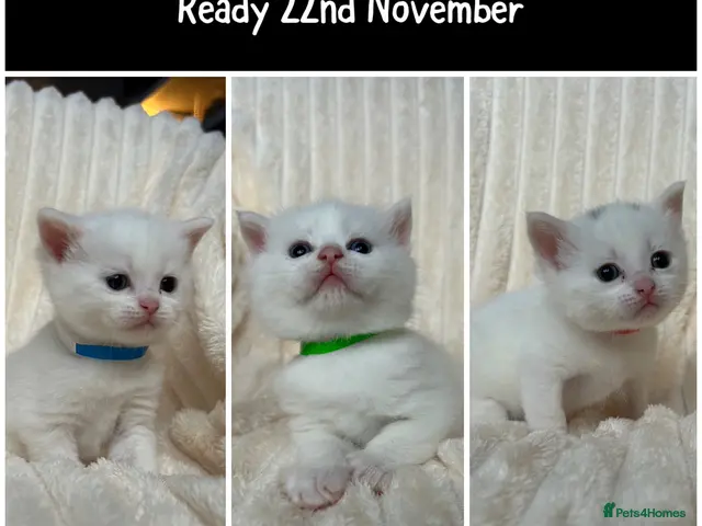 British Shorthair cats for sale: British short hair x Norwegian forest kittens - Advert 1