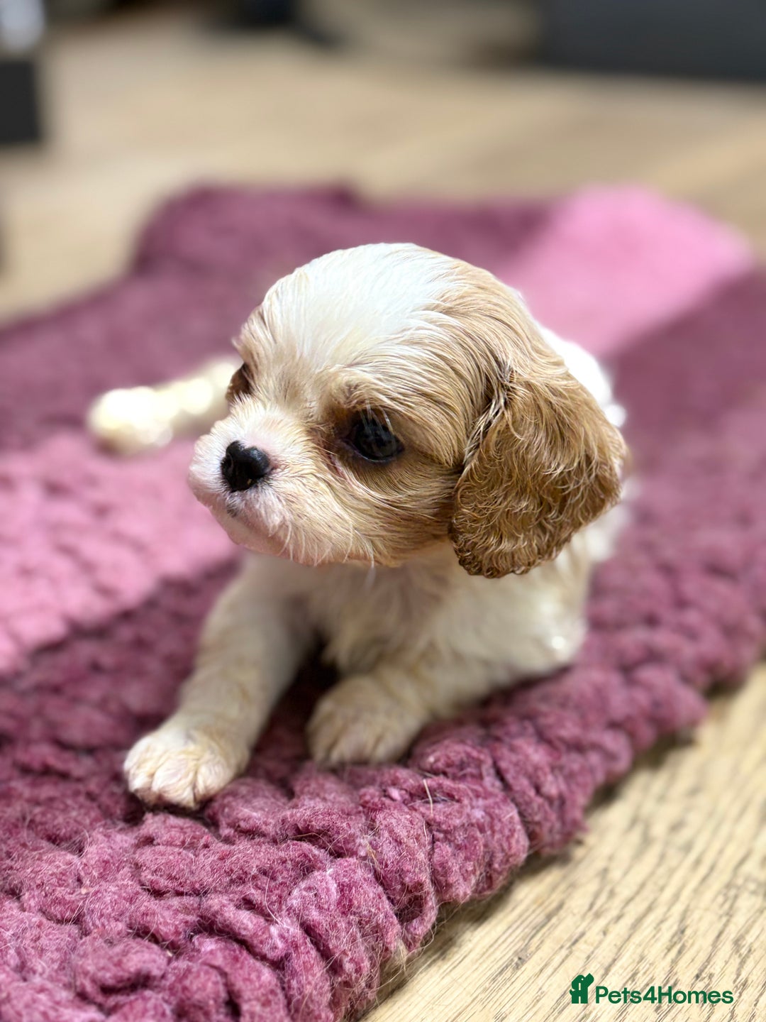 Cavalier King Charles Spaniel dogs for sale: Specialist Health Tested Cavalier King Charles  - Advert 9
