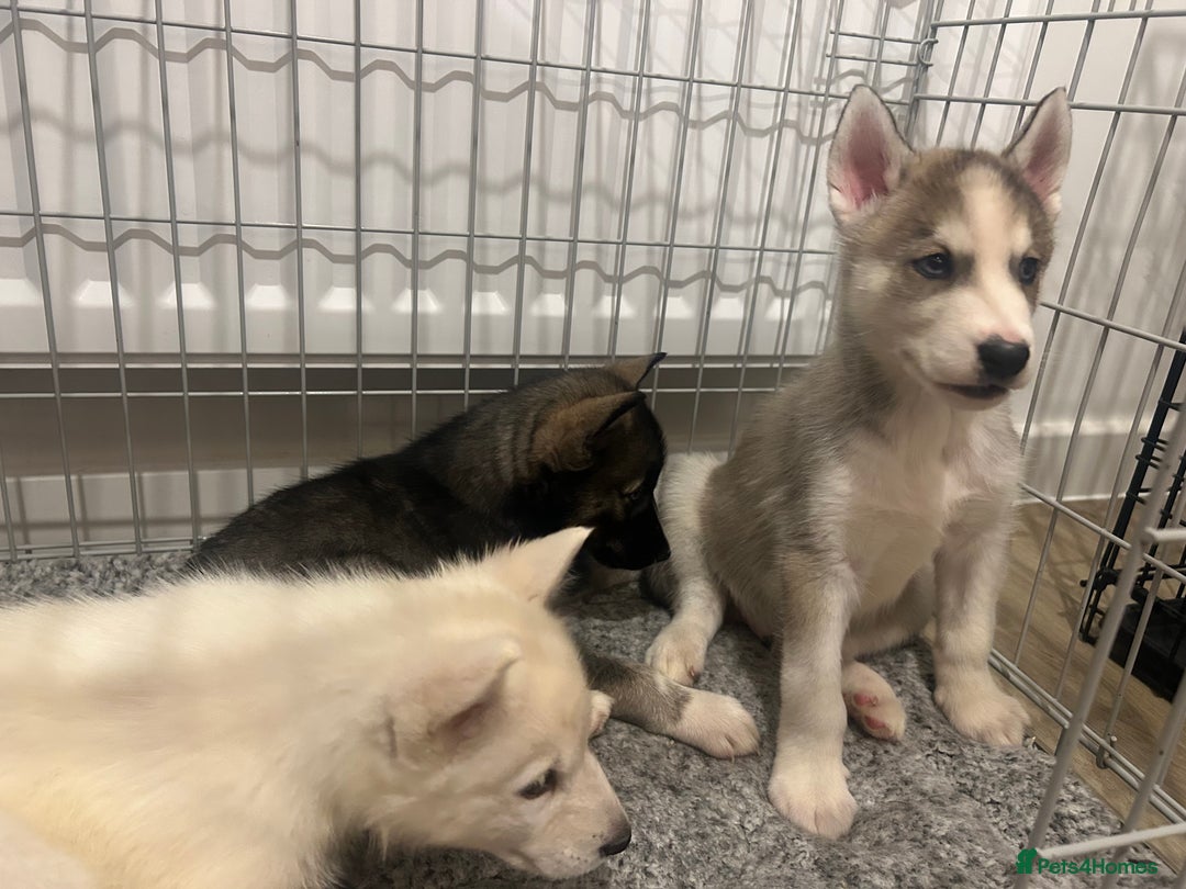 Siberian Husky dogs for sale: 3 x Siberian husky puppies  - Image 15