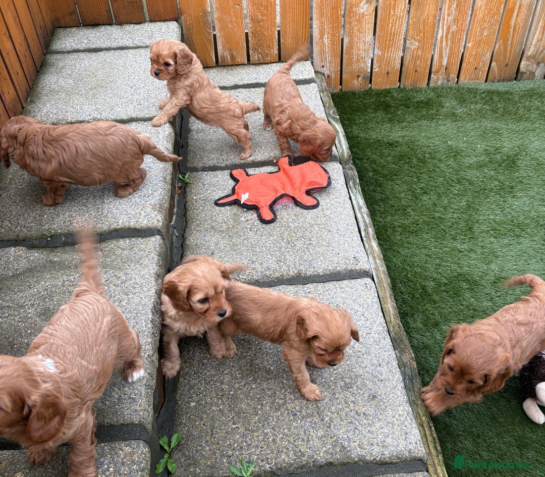 Cavapoo dogs for sale: Stunning litter of F1 Cavapoo pups - Advert 11