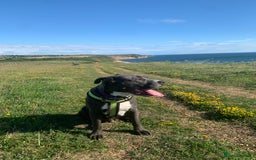 Mixed Breed dogs for sale: Ronald - Image 3