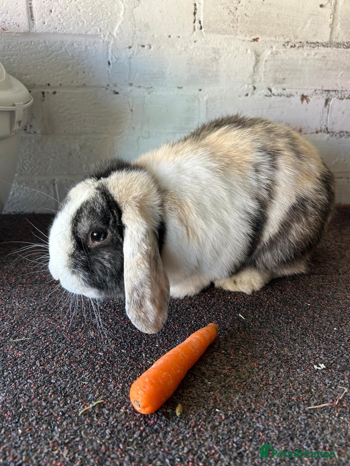 Mixed Breed rabbits Bunch of rabbits needing homes  - Advert 6