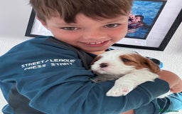 Cavapoo dogs for sale: Too cute to handle cavapoo puppies - Image 3