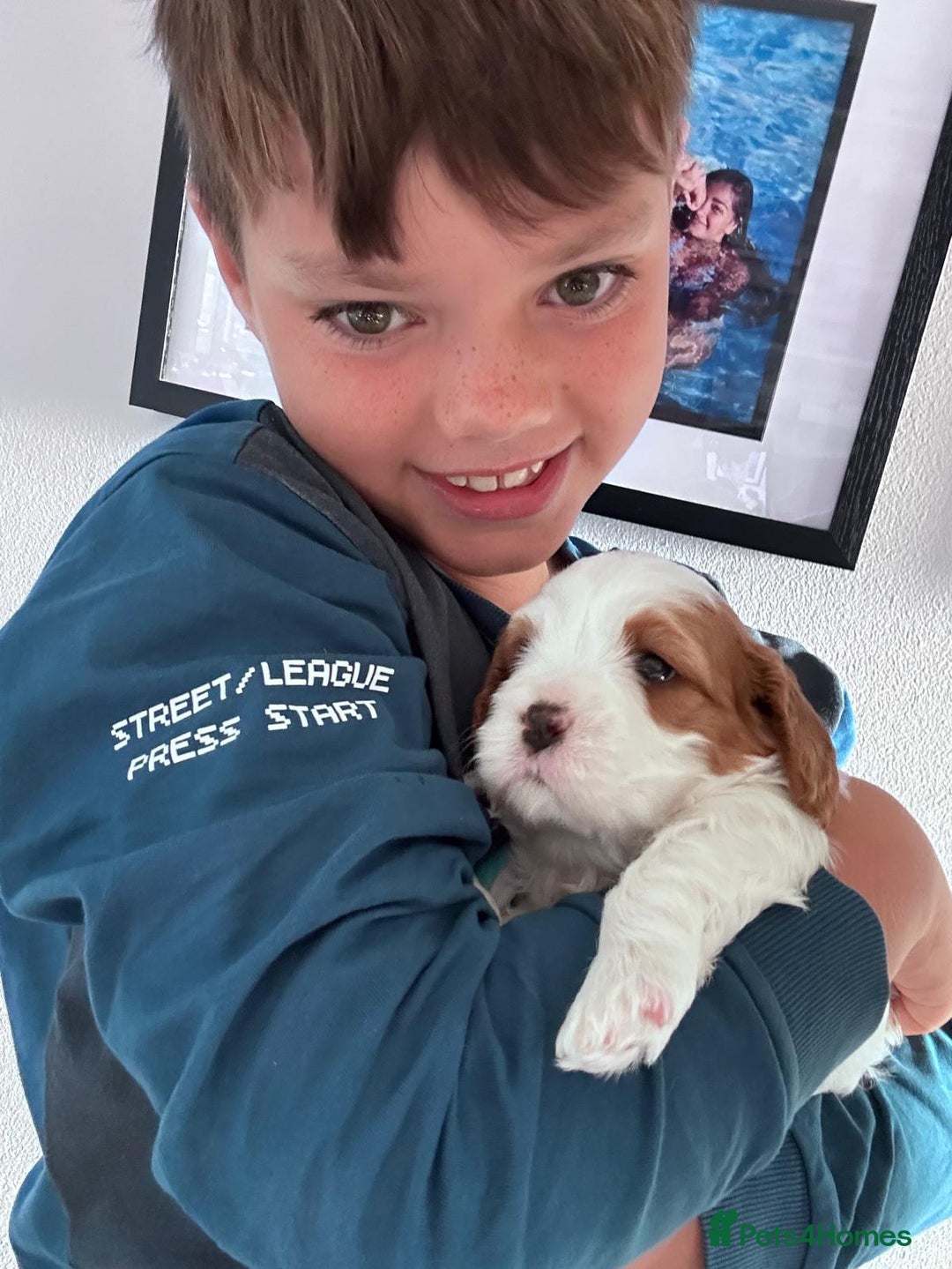 Cavapoo dogs for sale: Too cute to handle cavapoo puppies - Image 3