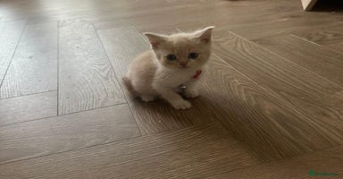 British Shorthair cats - Advert 4