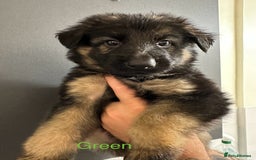 German Shepherd dogs for sale: German shepherd  - Image 2