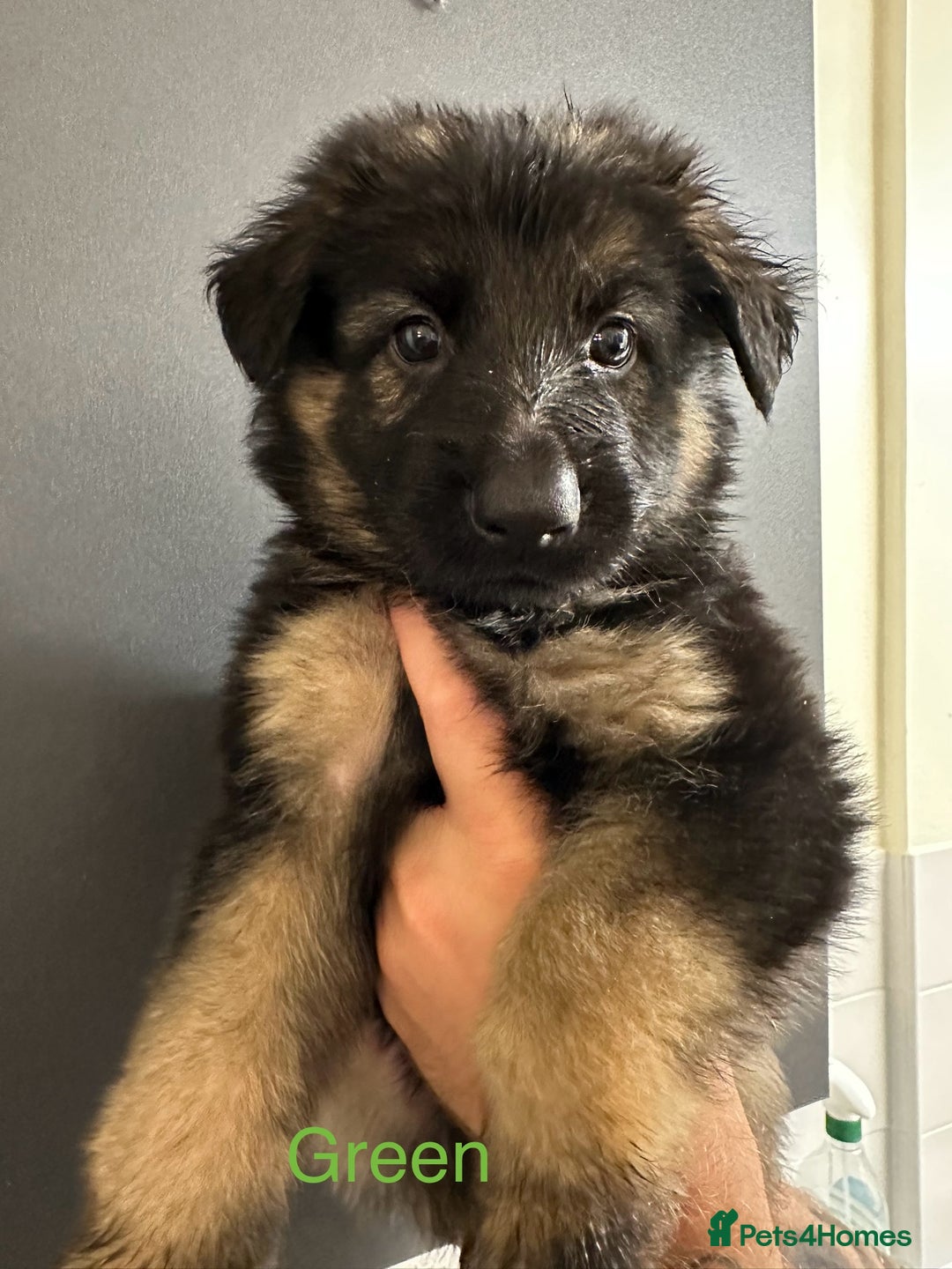 German Shepherd dogs for sale: German shepherd  - Image 2