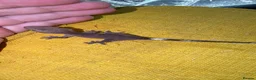 Gecko reptiles for sale: Various Crested Gecko Babies - Advert 18