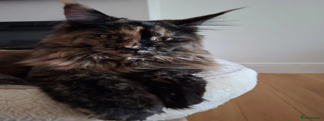 Willow