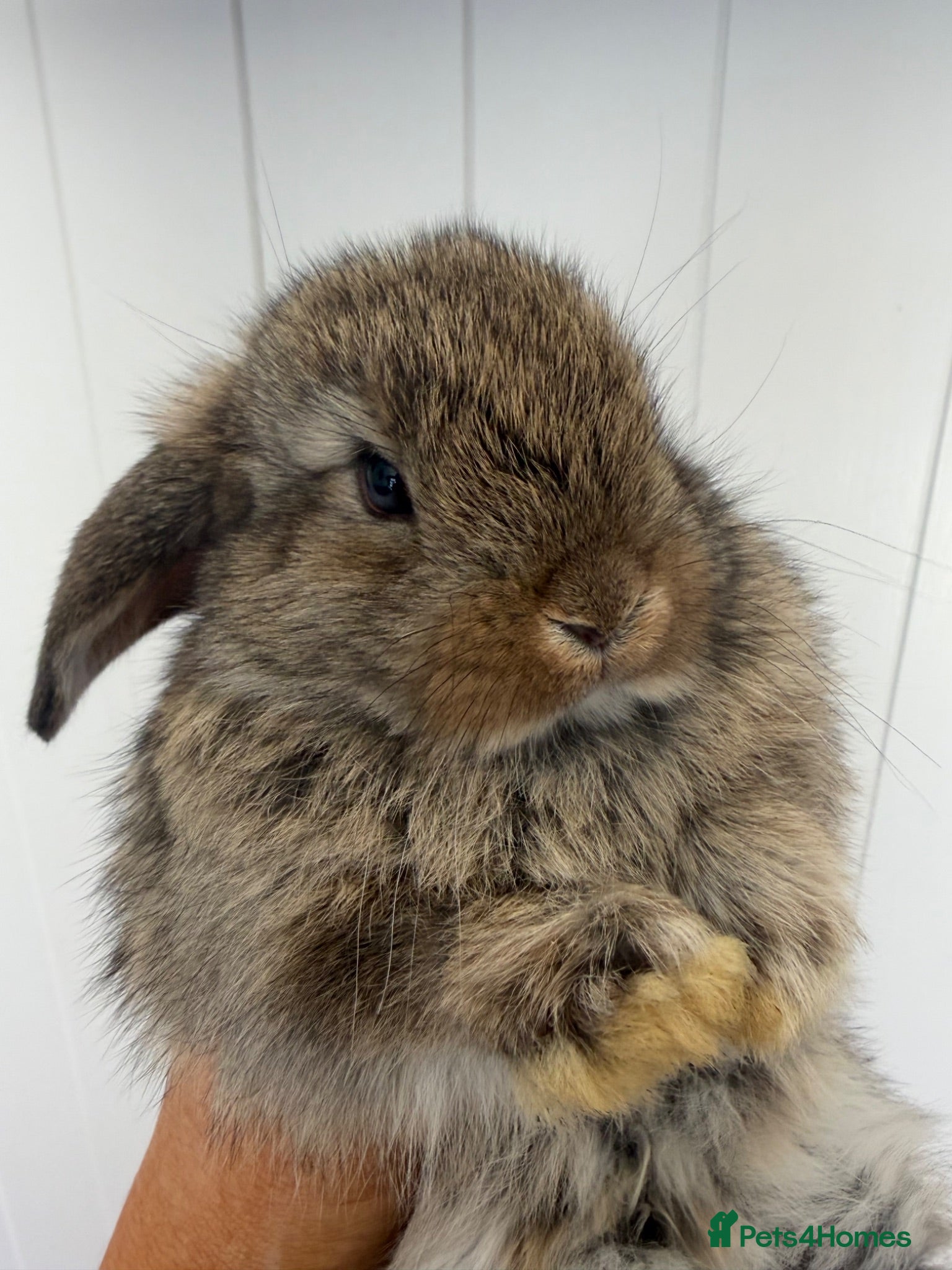 Mini Lop rabbits Beautiful fluffy mini lops  - Advert 12