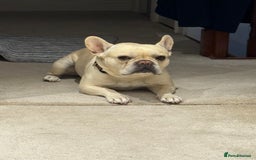 French Bulldog dogs for stud: 🔥 SIMBA 🔥 French Bulldog for Stud - Advert 5