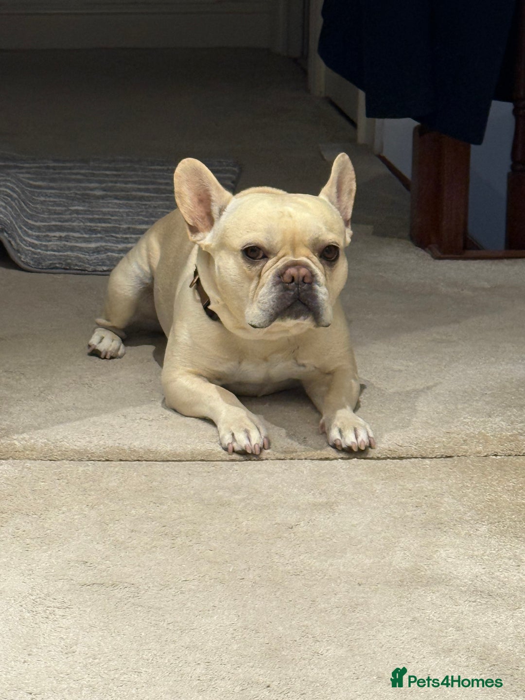 French Bulldog dogs for stud: 🔥 SIMBA 🔥 French Bulldog for Stud - Advert 5