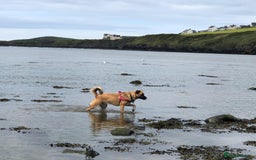 Mixed Breed dogs for adoption: Maple - Image 8
