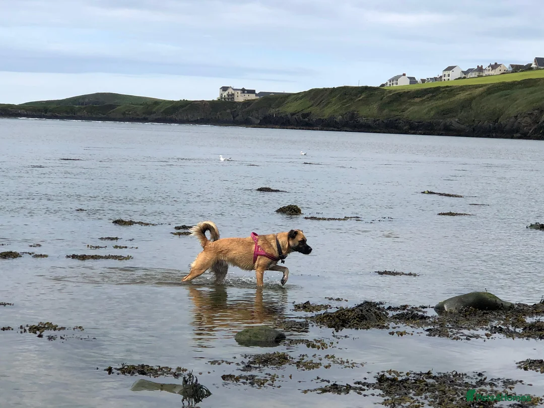 Mixed Breed dogs for adoption: Maple - Advert 8