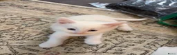 Domestic Shorthair cats for sale: Adorable Kittens - 2 Girls & 3 Boys - Advert 3