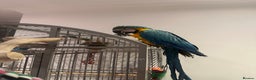 Macaws birds for sale: 4 month old Blue & Gold Macaw - Advert 4