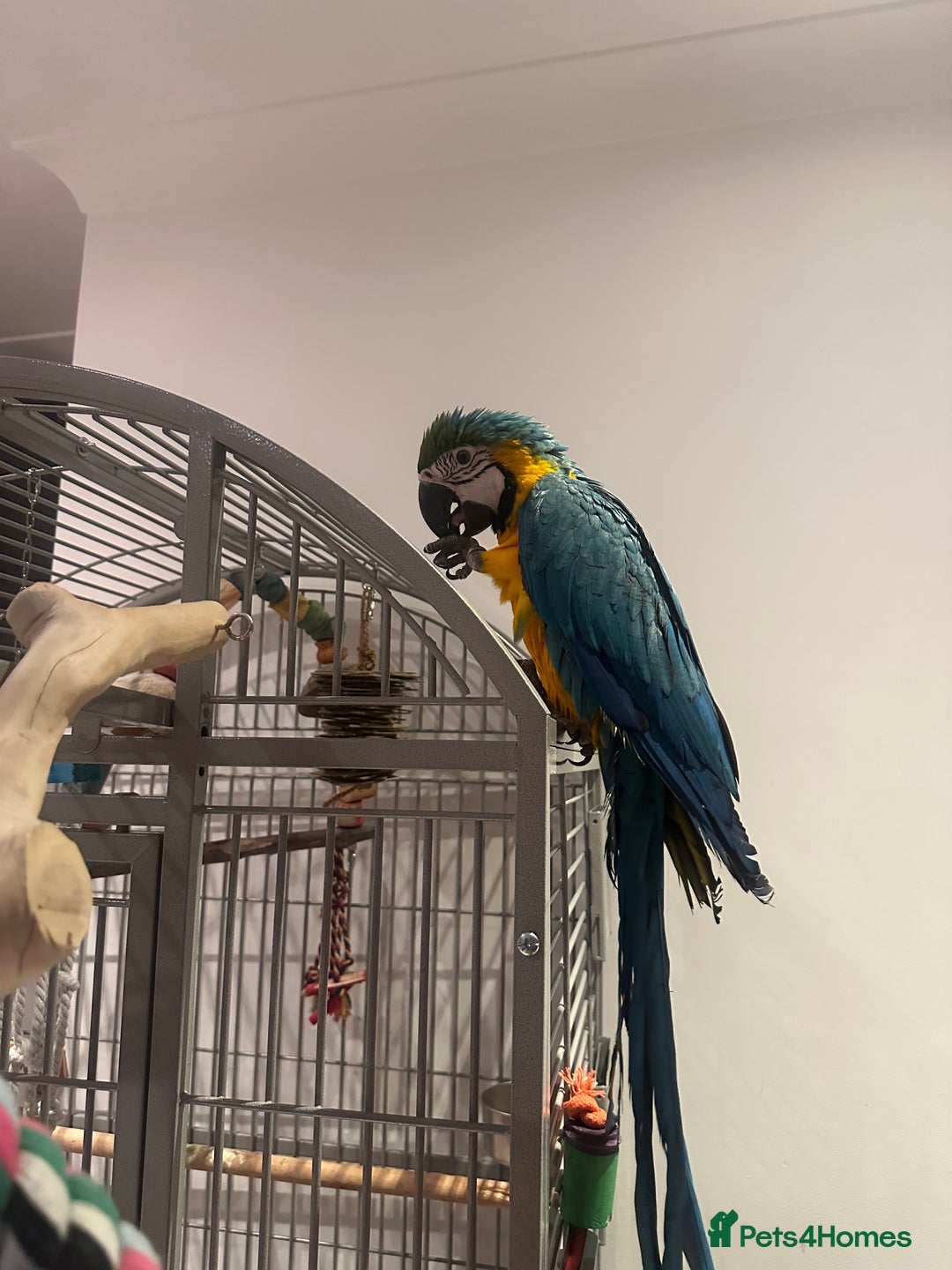 Macaws birds for sale: 4 month old Blue & Gold Macaw - Advert 4