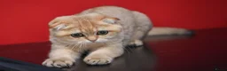 Scottish Fold cats for sale: Scottish fold PEDIGREE ready to leave - Advert 6