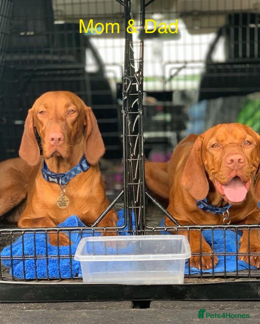 Hungarian Vizsla dogs for sale:   ⚜️Hungarian Vizsla puppies⚜️ - Image 24