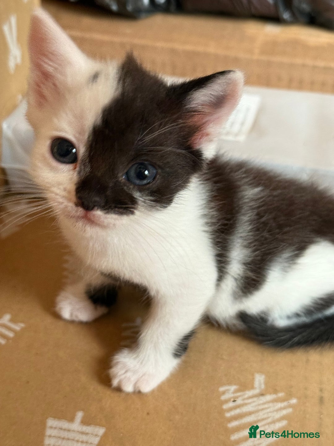 Mixed Breed cats for sale: Beautiful kittens ready for new home  - Image 14