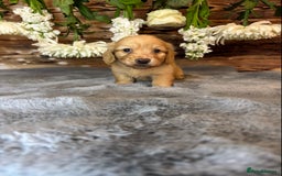 Miniature Dachshund dogs for sale: miniature long coat dachshunds - Image 7