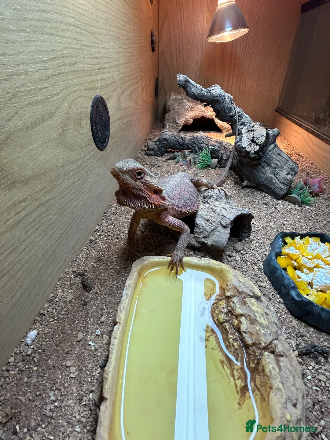 Bearded Dragon reptiles for sale: 1 year old female bearded dragon with enclosure  - Advert 14