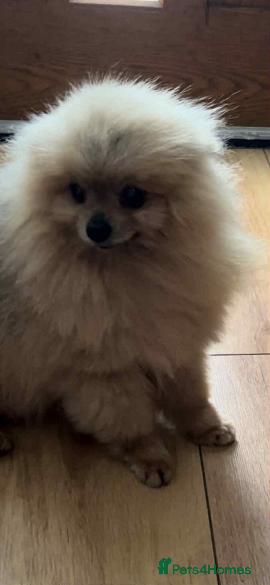 Pomeranian dogs 3 years old, ** pom open for stud - Advert 2