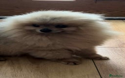 Pomeranian dogs for stud: 3 years old, ** pom open for stud - Image 1