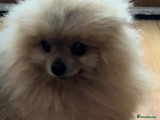 Pomeranian dogs - Advert 33