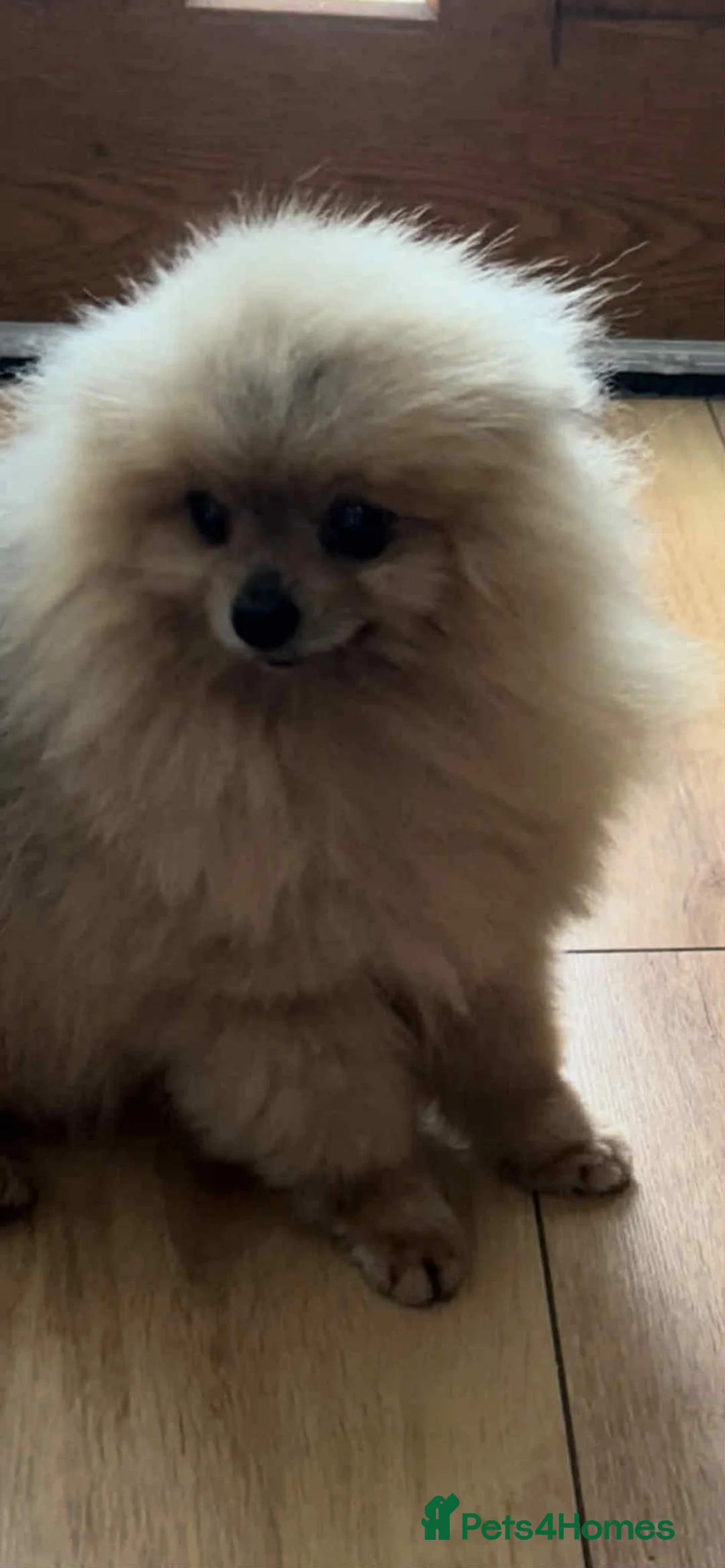 Pomeranian dogs for stud: 3 years old, ** pom open for stud - Advert 1