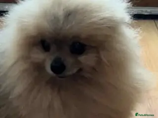 Pomeranian dogs 3 years old, ** pom open for stud - Advert 7