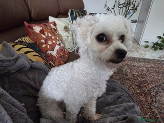 Bichon Frise dogs Beautiful Female Bichon Frise – Looking for a home - Advert 2