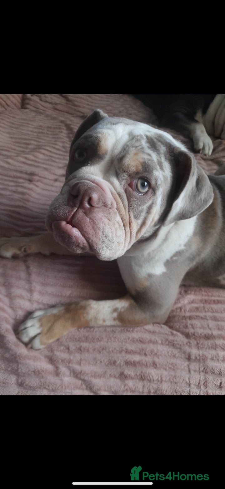 Old Tyme Bulldog dogs Old tyme bulldog  - Advert 8