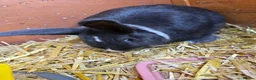 Mixed Breed rabbits for sale: Neutered Mixed Breed Rabbit 1 Year Old - Advert 5