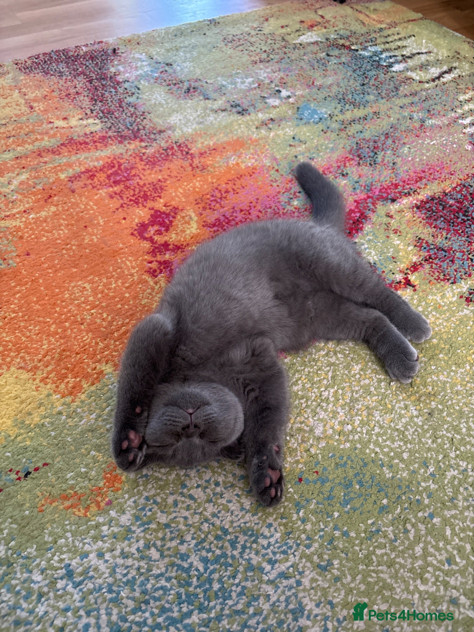 British Shorthair cats Beautiful Bsh&scottish fold - Advert 4