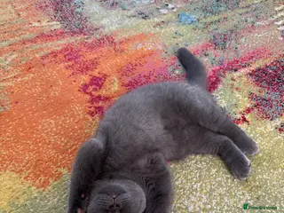 British Shorthair cats Beautiful Bsh&scottish fold - Advert 4